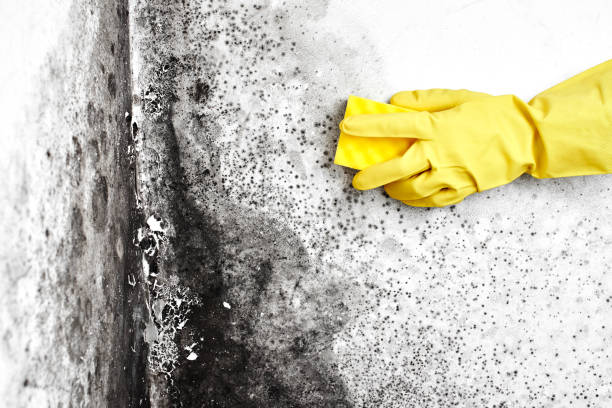 Best Emergency Mold Remediation in Hooverson Heights, WV