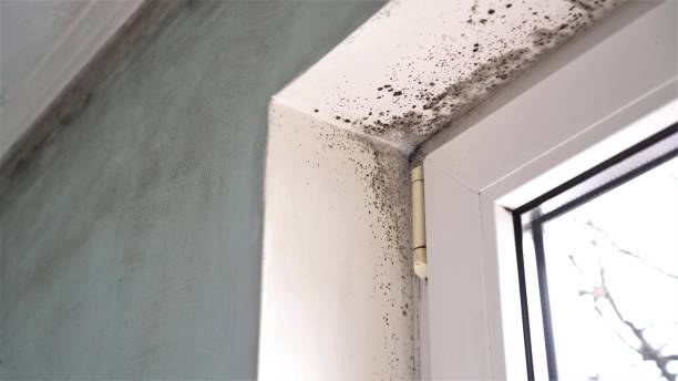 Best Post-Flood Mold Remediation in Hooverson Heights, WV