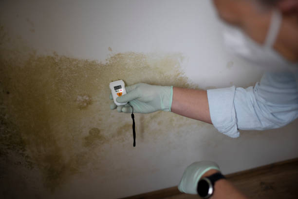 Best HVAC Mold Remediation in Hooverson Heights, WV