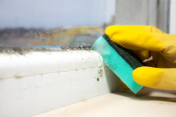 Best Attic Mold Remediation in Hooverson Heights, WV