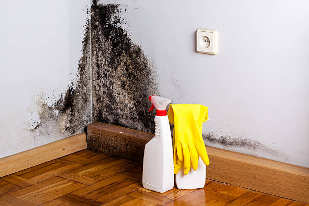 Best White Mold Remediation in Hooverson Heights, WV